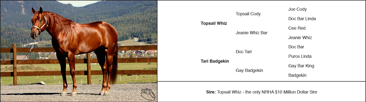 Tari1500x420